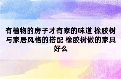 有植物的房子才有家的味道 橡胶树与家居风格的搭配 橡胶树做的家具好么